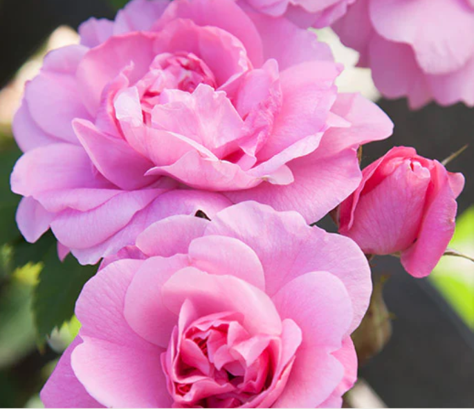 John Davis - Hardy Canadian Climbing Rose