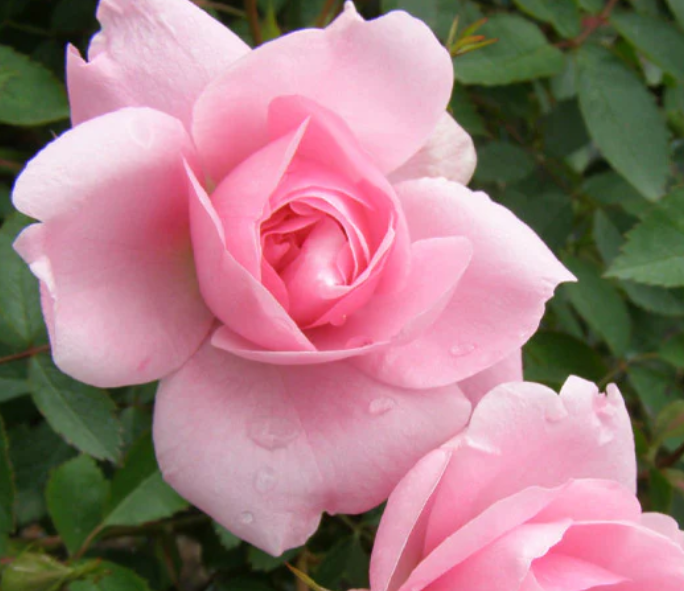 John Davis - Hardy Canadian Climbing Rose