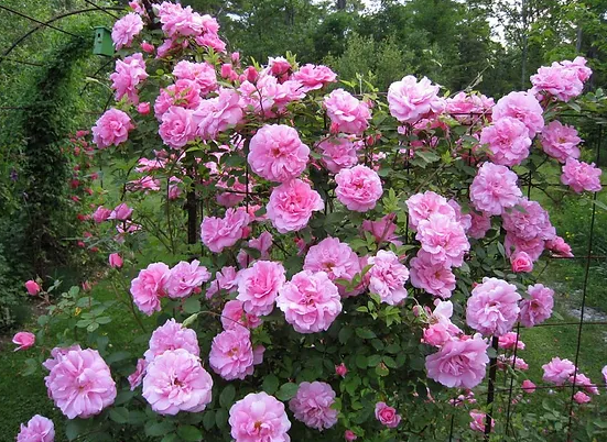 John Davis - Hardy Canadian Climbing Rose