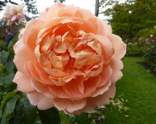 Polka - Climbing rose