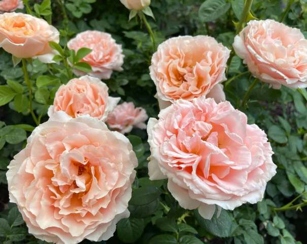 Polka - Climbing rose