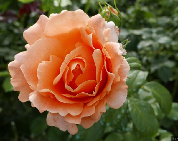 Polka - Climbing rose