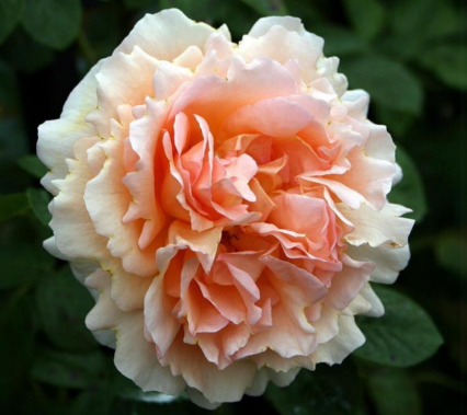 Polka - Climbing rose