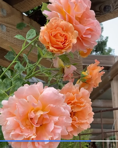 Polka - Climbing rose