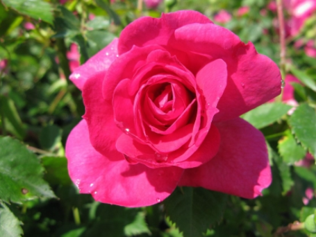 Felix Leclerc - Hardy Climbing Rose