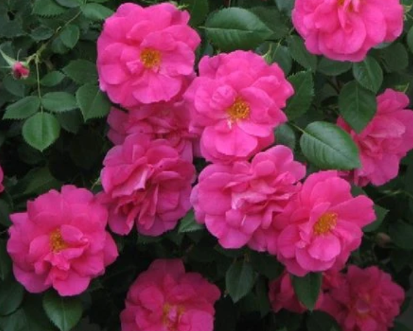 Felix Leclerc - Hardy Climbing Rose