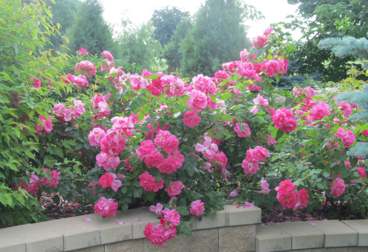 Felix Leclerc - Hardy Climbing Rose