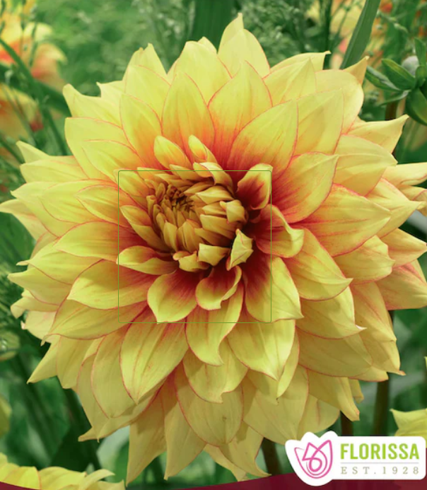 Dazzling Sun - Dahlia