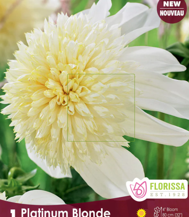 Anemone Platinum Blonde - Dahlia