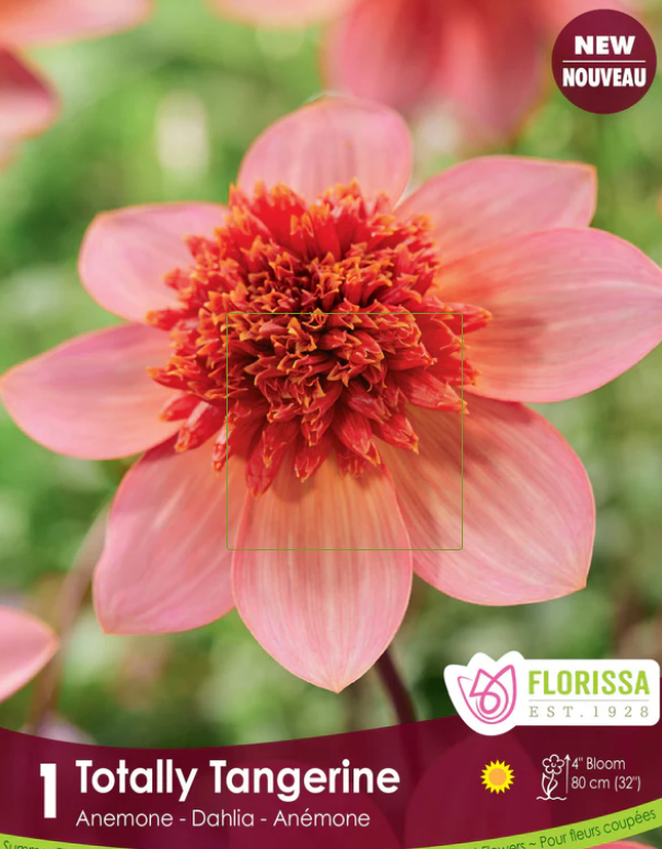 Anemone Totally Tangerine - Dahlia