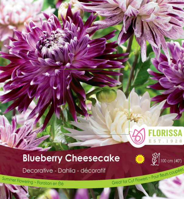 Blueberry Cheesecake - Dahlia