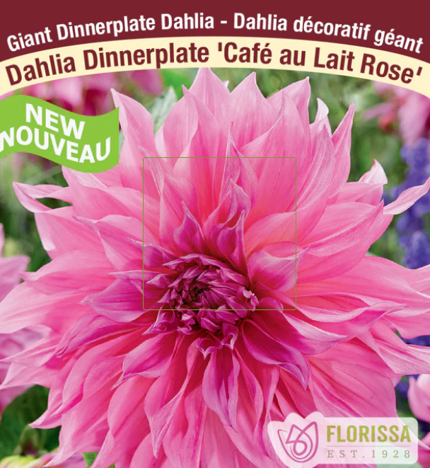 Cafe au Lait Rose - Dahlia