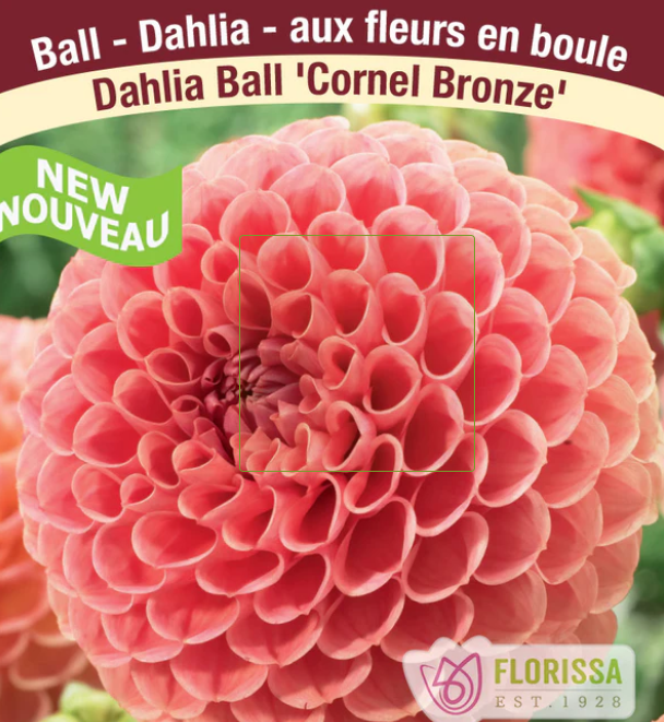 Cornel Bronze - Dahlia