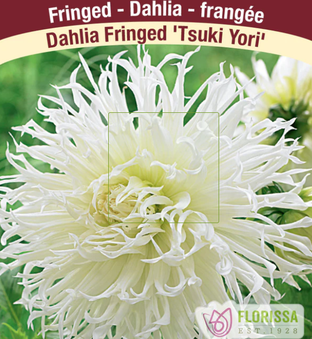 Tsuki Yori - Dahlia