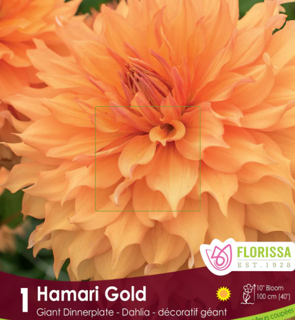 Hamari Gold- Dinnerplate Dahlia