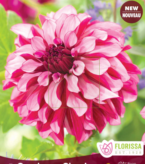Cranberry Classic - Dahlia