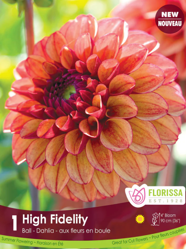 High Fidelity - Dahlia