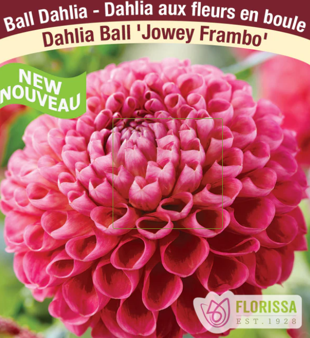 Jowey Frambo - Dahlia