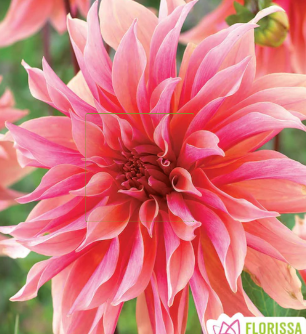 Labyrinth - Dahlia