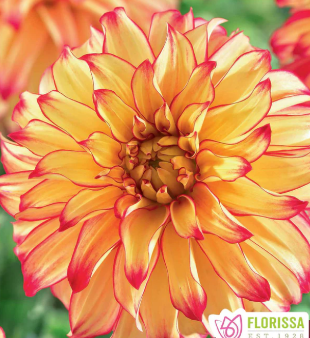 Lady Darlene - Dahlia