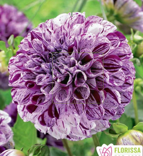 Marble Ball - Dahlia