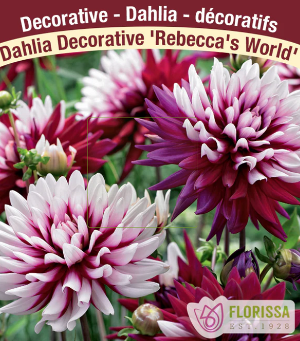 Rebecca's World - Dahlia