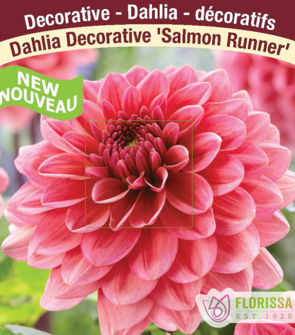 Salmon Runner - Dahlia