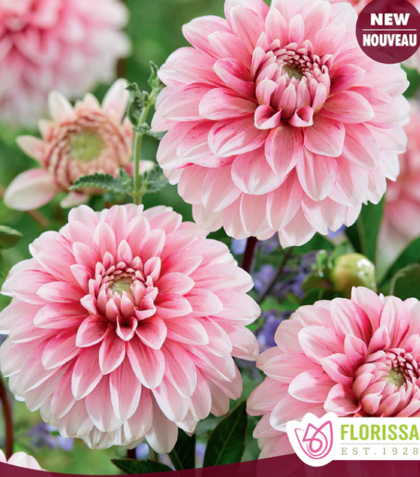 Strawberry Cream - Dahlia