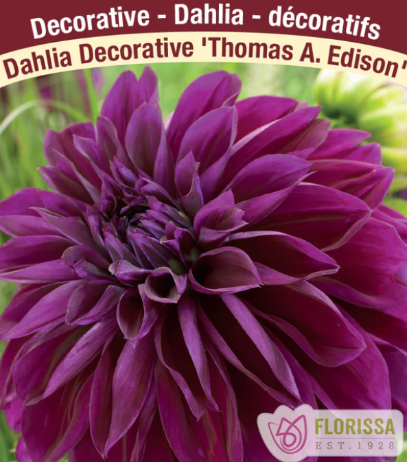 Thomas Edison - Dahlia