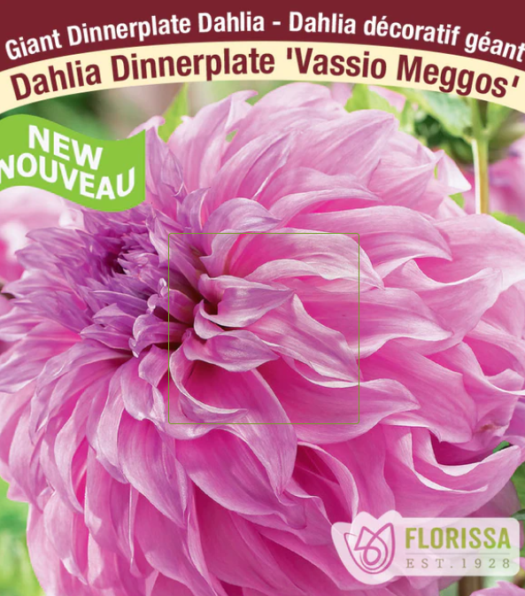 Vassio Meggos - Dahlia