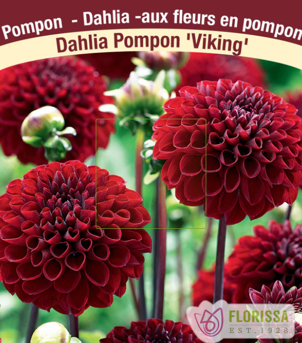 Viking Red - Dahlia
