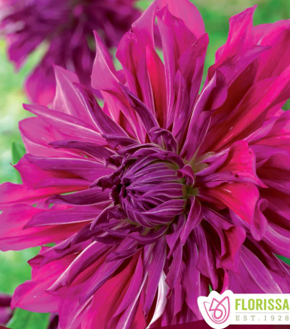 Purple Taiheijo - Dahlia