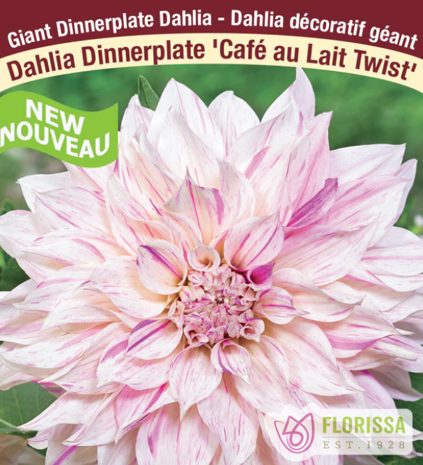Cafe au Lait Twist - Dahlia