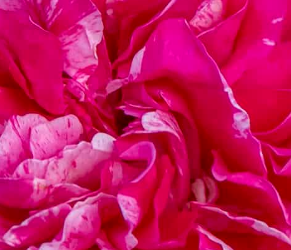 Raspberry Cream Twirl - Climbing rose