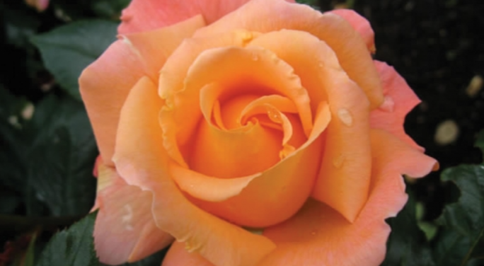 Rosemary Harkness