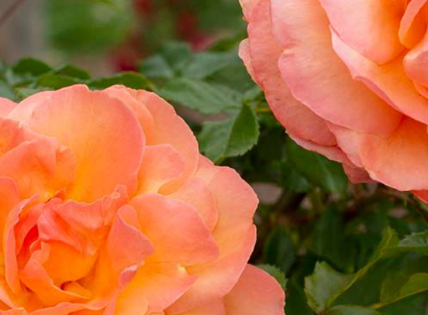 Tangerine Skies - Kordes Climbing Rose