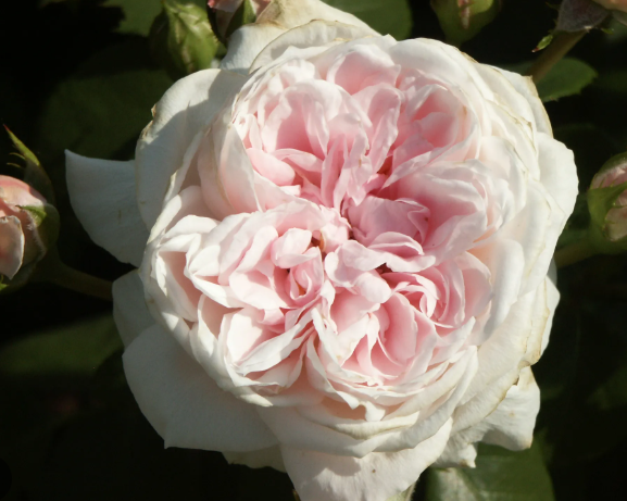 Cinderella™ Fairy Tale Rose