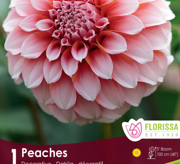 Peaches - Dahlia