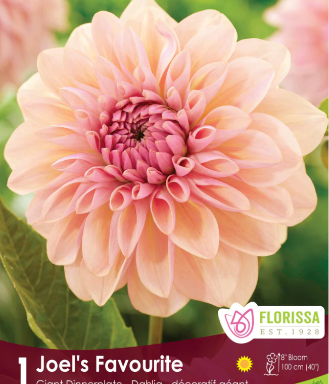 Joel's Favorite - Dinnerplate Dahlia