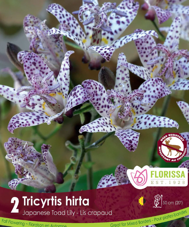 Purple Japanese Toad Lily