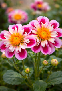 Bumble Rumble - Dahlia