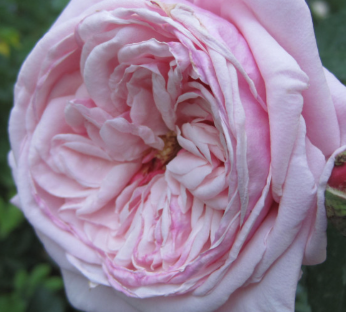 Blossomtime Climbing Rose