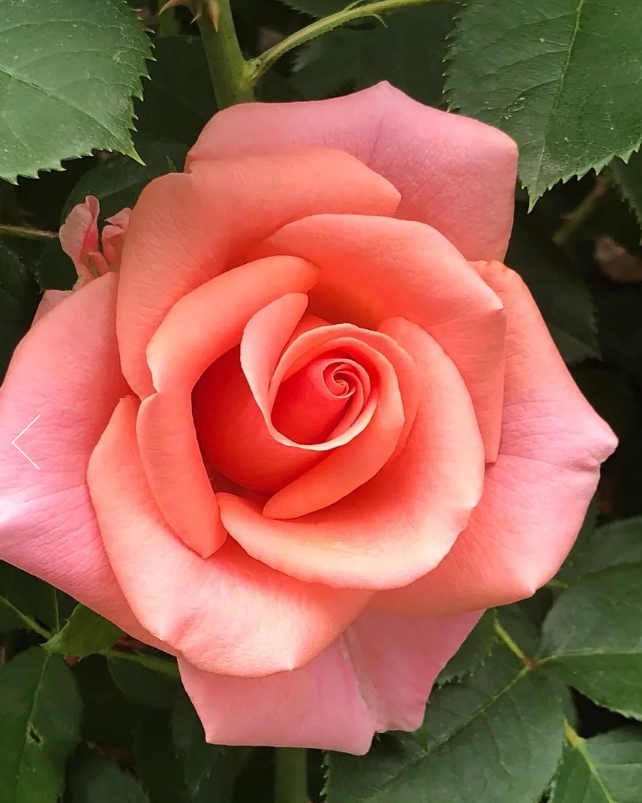 Royal City Rose