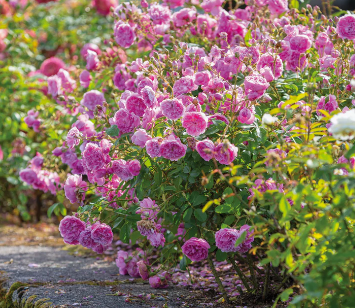 Best breeder roses