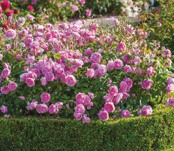Harlow Carr