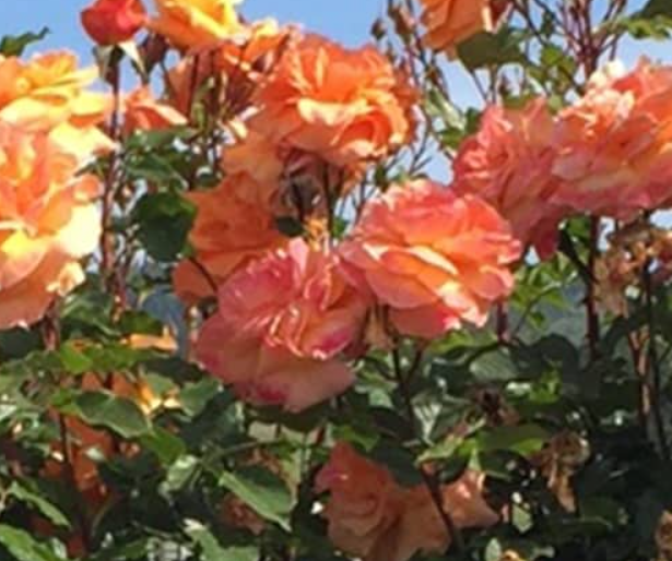 Tangerine Skies - Kordes Climbing Rose