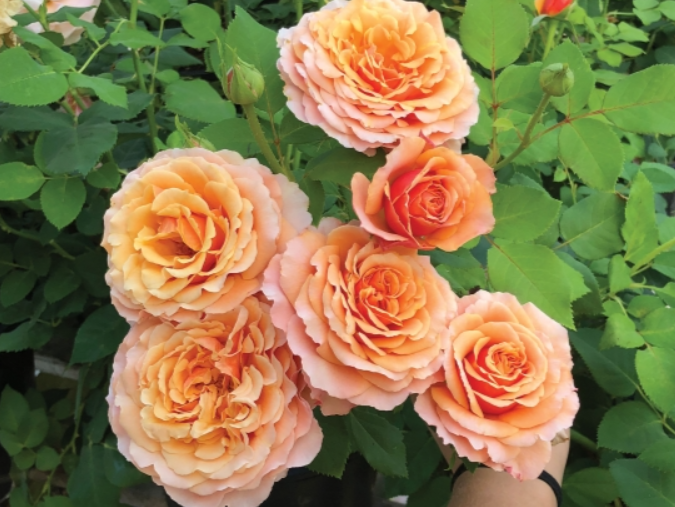 Catherine Hersey (Peach Perfection)