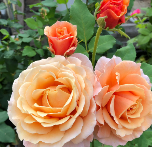 Catherine Hersey (Peach Perfection)