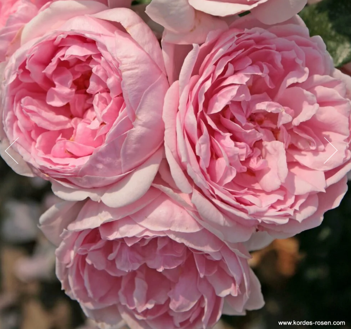 Cinderella™ Fairy Tale Rose