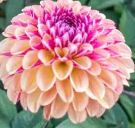 Palmares - Dinnerplate Dahlia